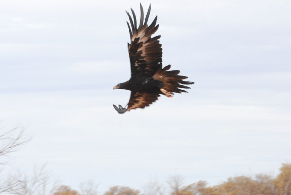 Aigle en vol dans l'outback