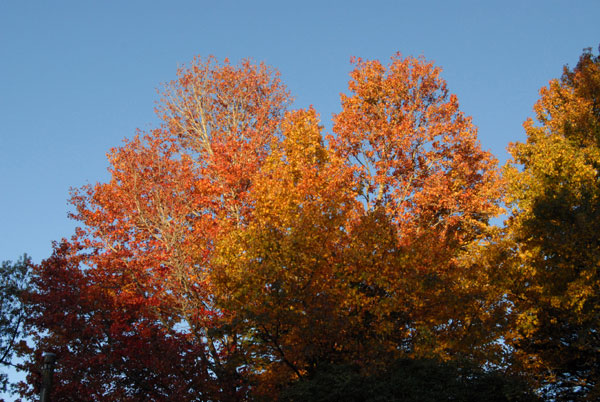 Automne australien, photos prises dans les blue montain au mois de avril au début de l'automne australien