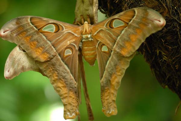 Attacus atlas  -  Le plus grand papilion du monde