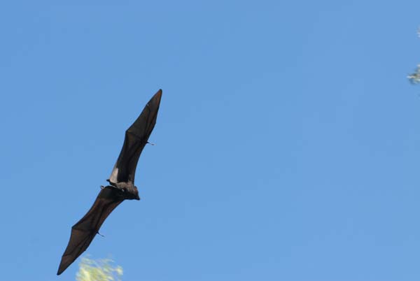 Chauve souris (roussette)