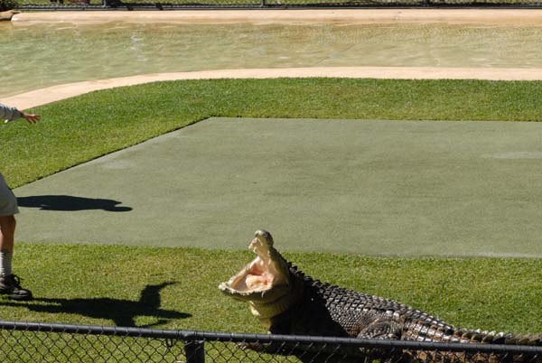 Crocodile de mer en plein spéctacle au zoo de Brisbane