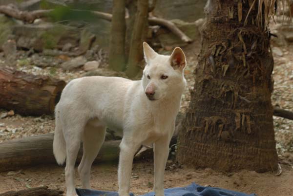 Dingo ou chien sauvage 