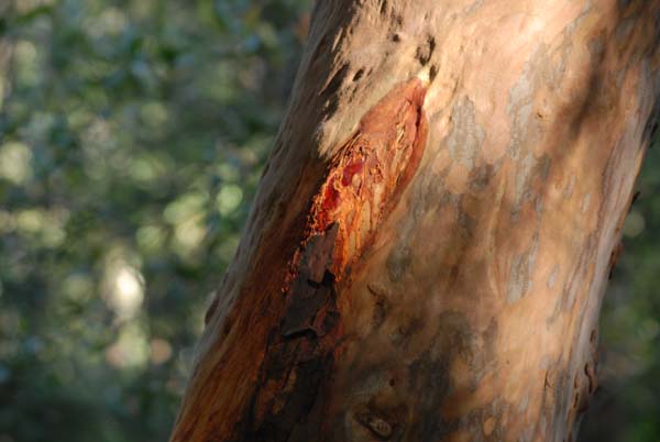 Sève rouge d'eucalyptus