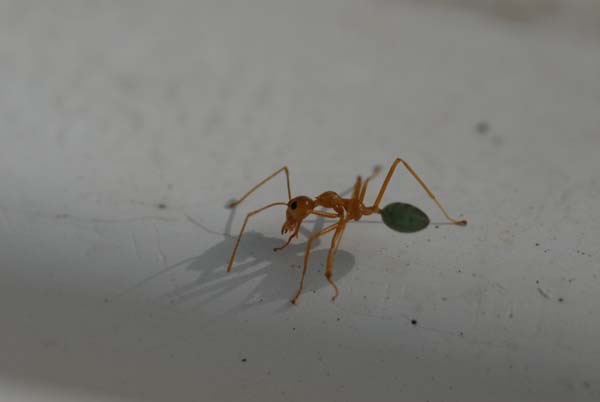 Les fourmis obsérvent aussi..