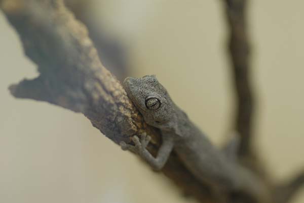 Gecko