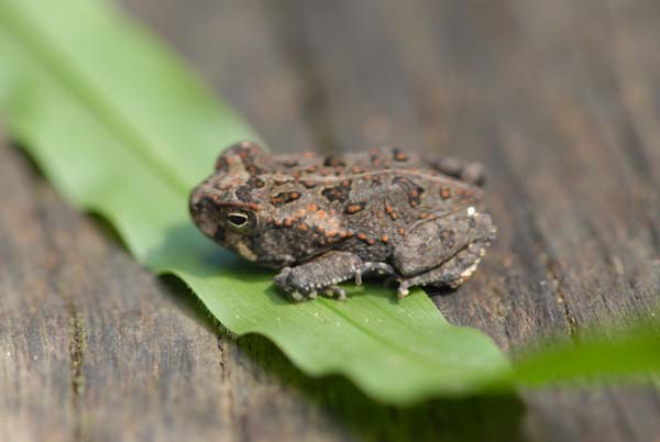 Petite grenouille des régions tropicales