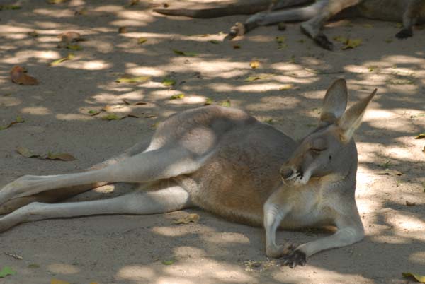 kangourou pris dans le zoo de Brisbane