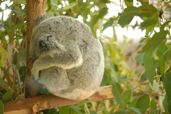 Photo d'un koala