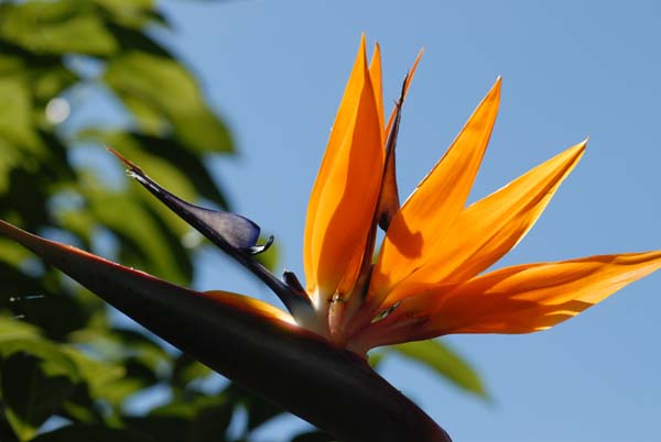 Autre photo de l'oiseau du paradis