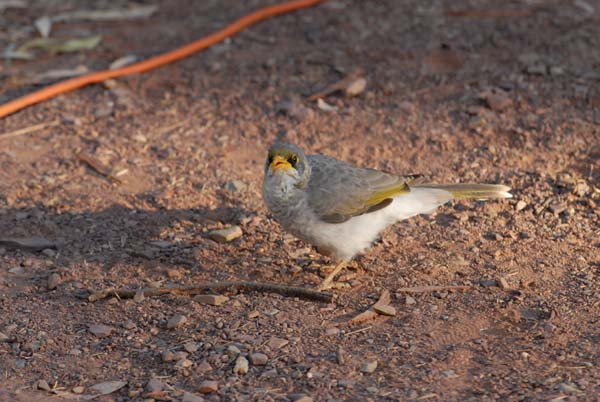 petit oiseau