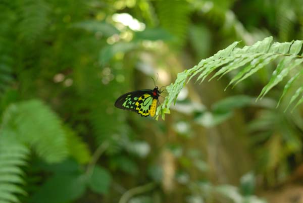 birdwing butterfly