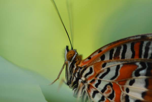 Encore un papillon revetue d'orange