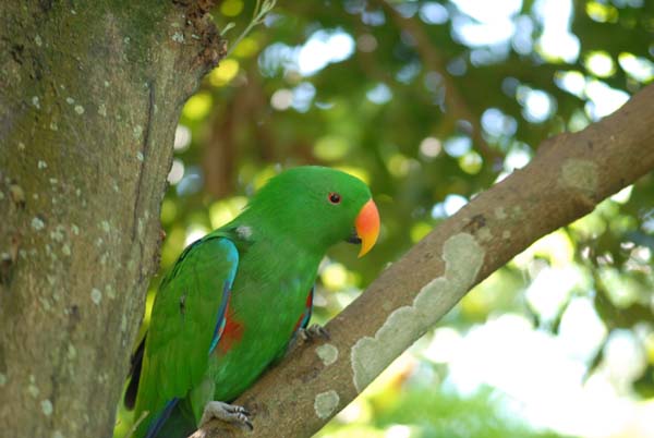 perroquet vert avec un bec orange