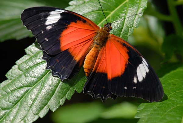 red lacewing