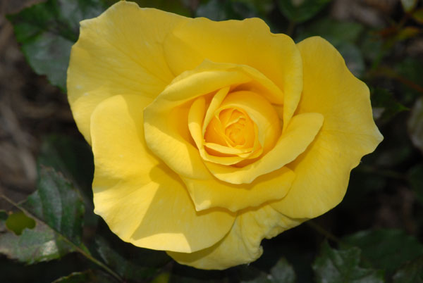 Rose de couleur jaune - visible au Royal botanic garden de Sydney