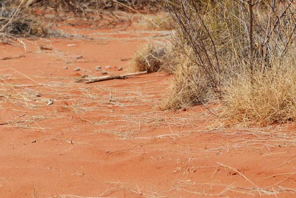 Terre rouge de l'outback