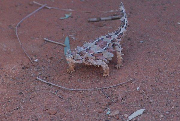 Thorny devil