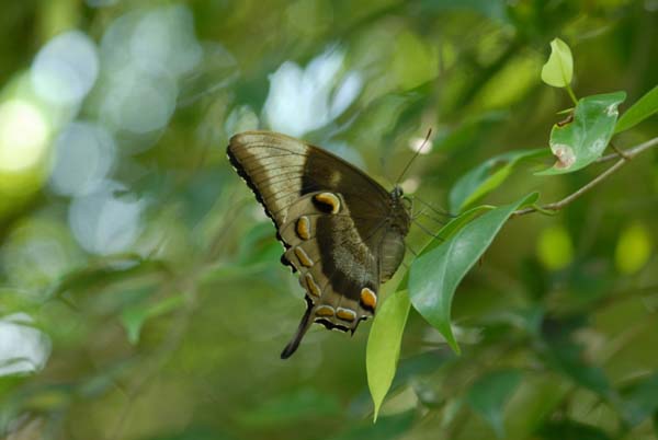 Ulysses - ce papillon à toujours les ailes fermé au repos à cause de la couleur bleu flash de ses aile. il serait une proie trop facile s'il maintenait ses ailes ouvertes