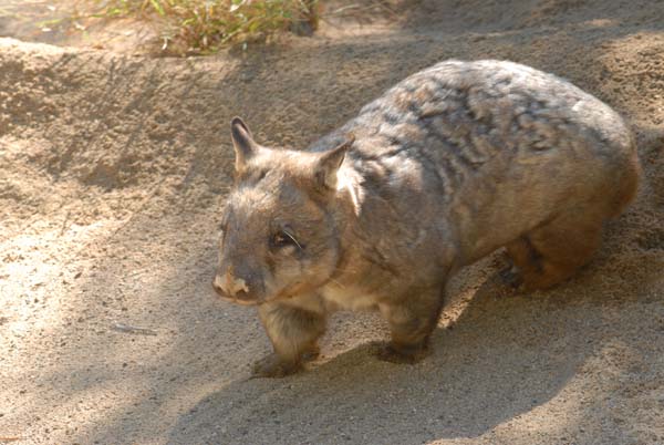 Wombat