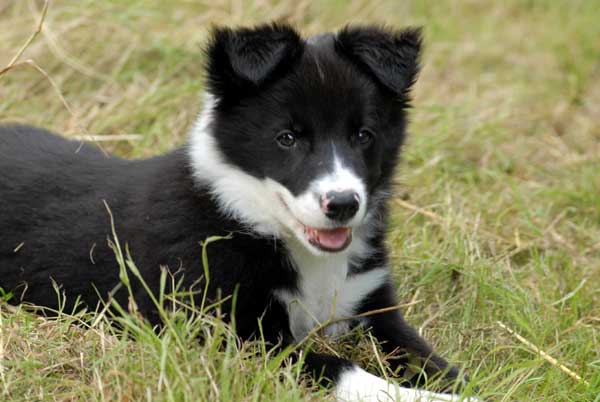 Border collie couché dans l'herbe