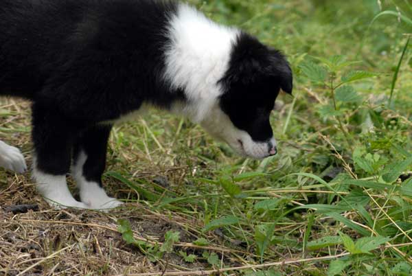 Border collie occupé a regarder le sol