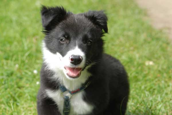 Border collie de face