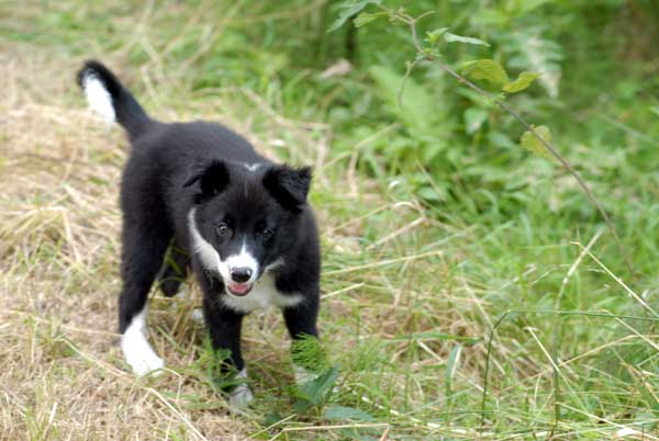 Border collie