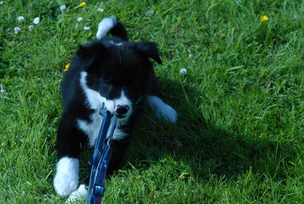 Border collie qui attend sa baballe