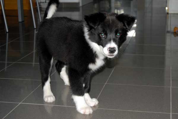 Border collie  occupé à jouer