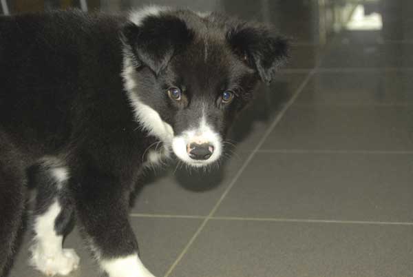 Border collie occupé à jouer