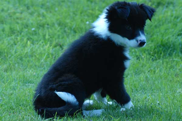 Border collie dans la nature