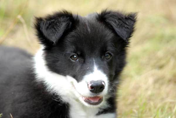 visage de Border collie