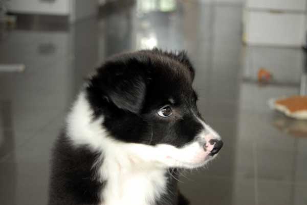 Border collie de profil