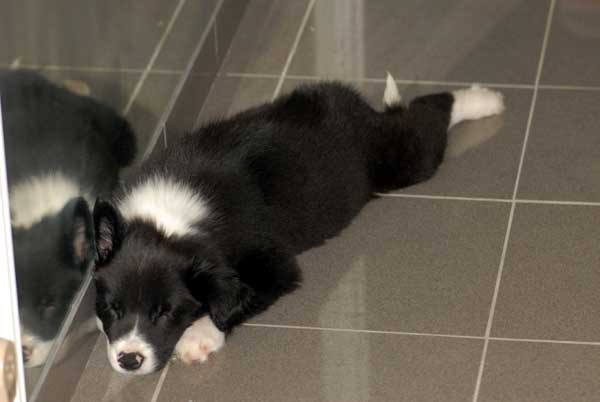 Border collie qui fait dodo