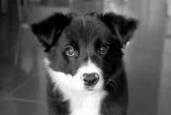 Border collie