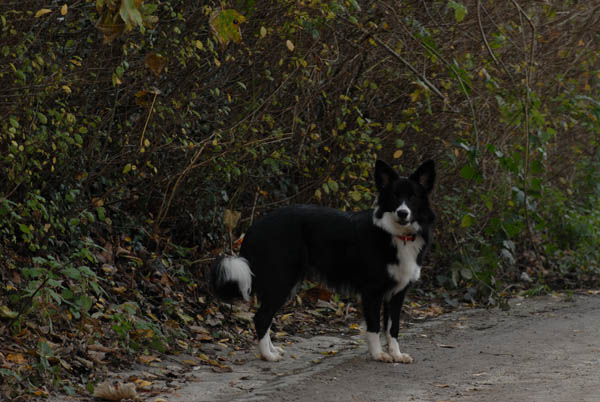 Mon Border collie agé de 8 mois