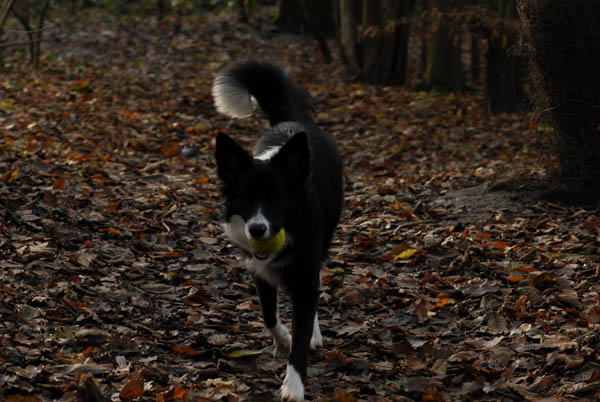 Mon Border collie agé de 8 mois au mois de décembre.