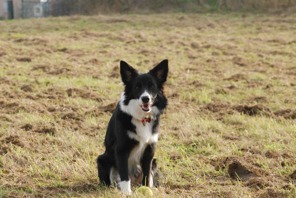 Encore une photo de mon Border collie avec sa balle de tennis.