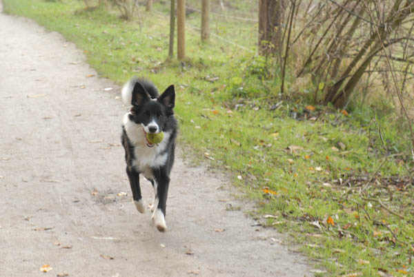 Mon Border collie agé ici de 7 mois. photo prise au mois de novembre !