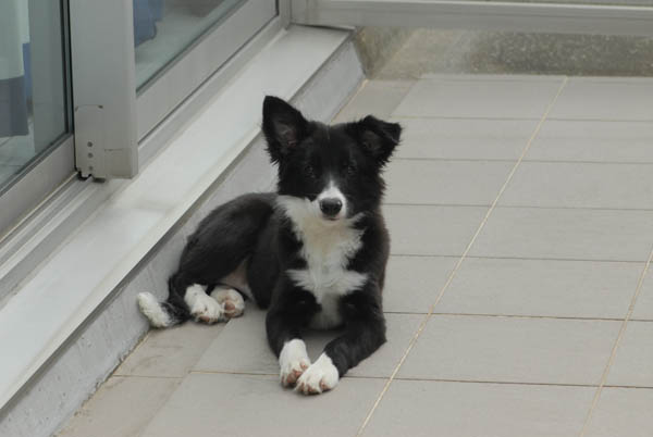 Le border collie couché sur la terasse, agé de 5 mois, les oreilles n'étaient pas encore levé.