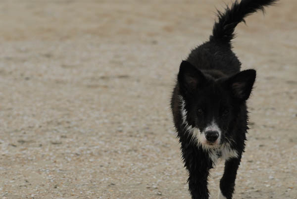 Le border collie à la mer après être passé dans l'eau