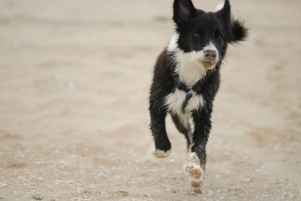 Noosa (notre border collie) en pleine course (agé de 5 mois)