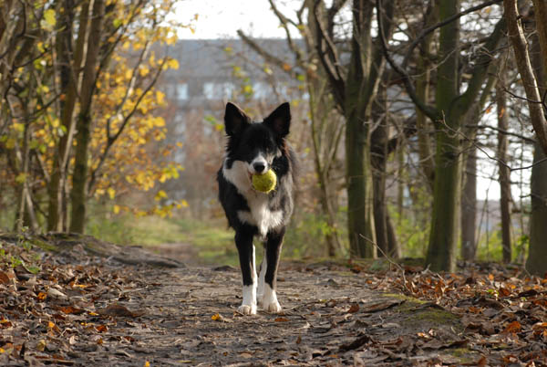 Mon border collie et sa baballe