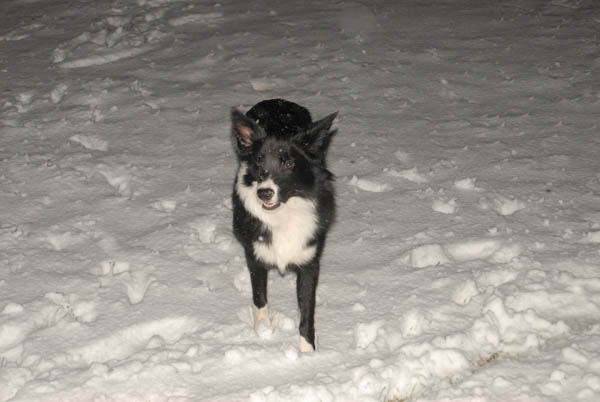 Le border collie n'a pas facilement froid, la neige n'a pas l'air de poser problème...