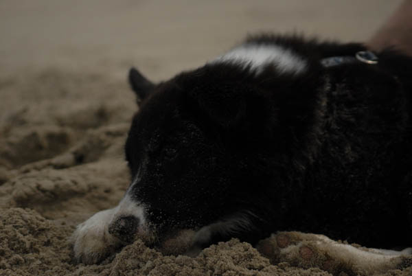 Le border collie sur le sable, autant dire, qu'un bon nettoyage s'impose ensuite