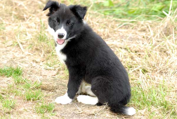 Border collie